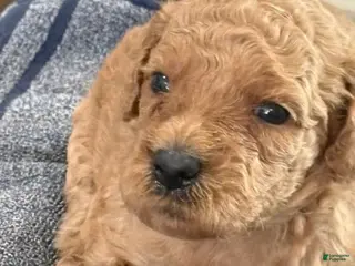 Mini Goldendoodle dogs Girl 3 - Ad 16