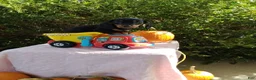 Miniature Dachshund dogs for sale: Molly - Ad 1