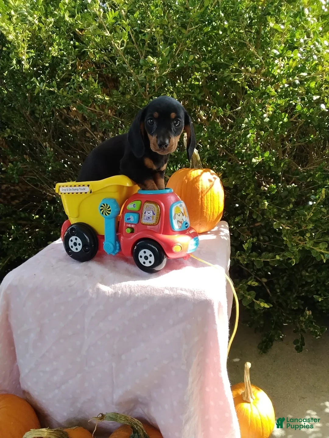 Miniature Dachshund dogs for sale: Molly - Ad 1