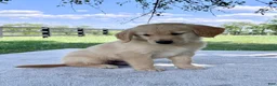 Golden Retriever dogs for sale: Drake - Ad 4