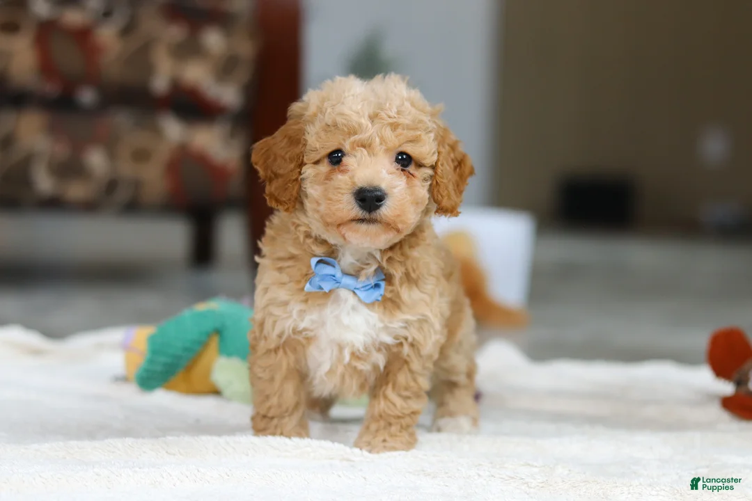 Bichpoo dogs for sale: Nemo - Ad 6