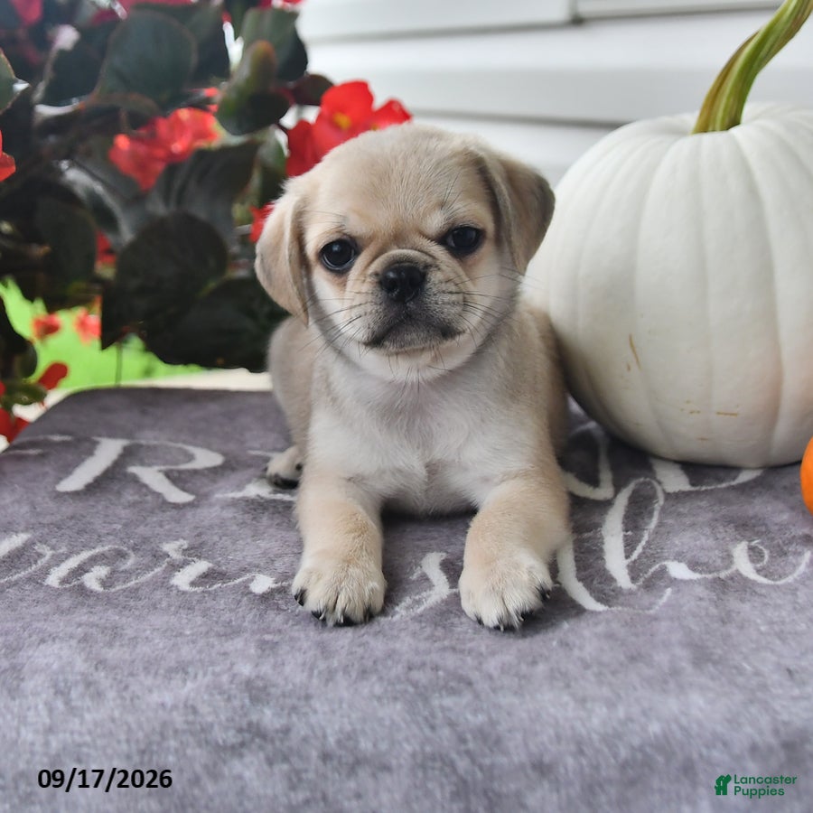 Puggle dogs Rambo - Ad 1
