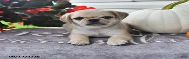 Rambo