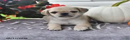 Puggle dogs for sale: Rambo - Ad 1