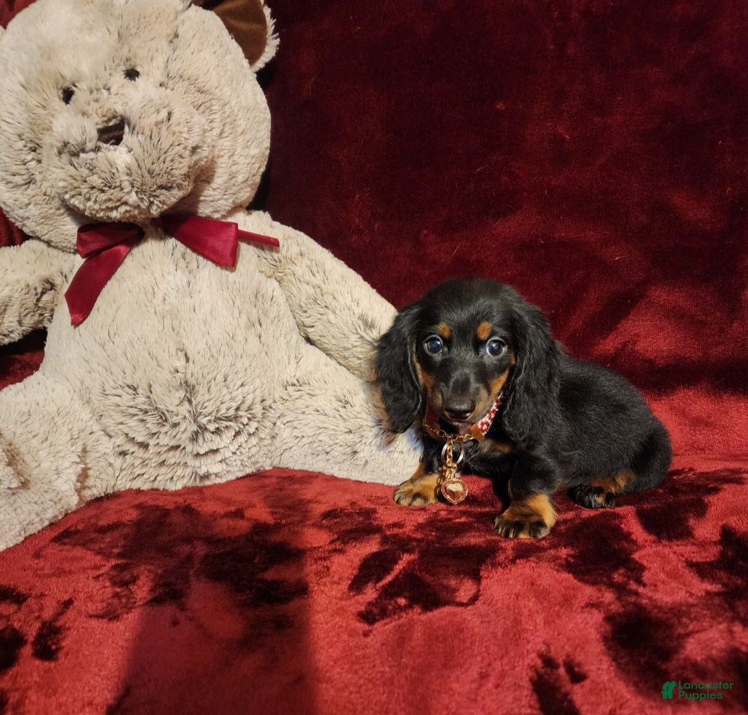 Miniature Dachshund dogs WALKER - Ad 8