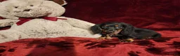 Miniature Dachshund dogs for sale: WALKER - Ad 1