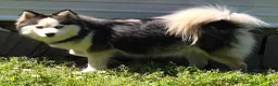 Pomsky dogs for sale: Black mini - Ad 23