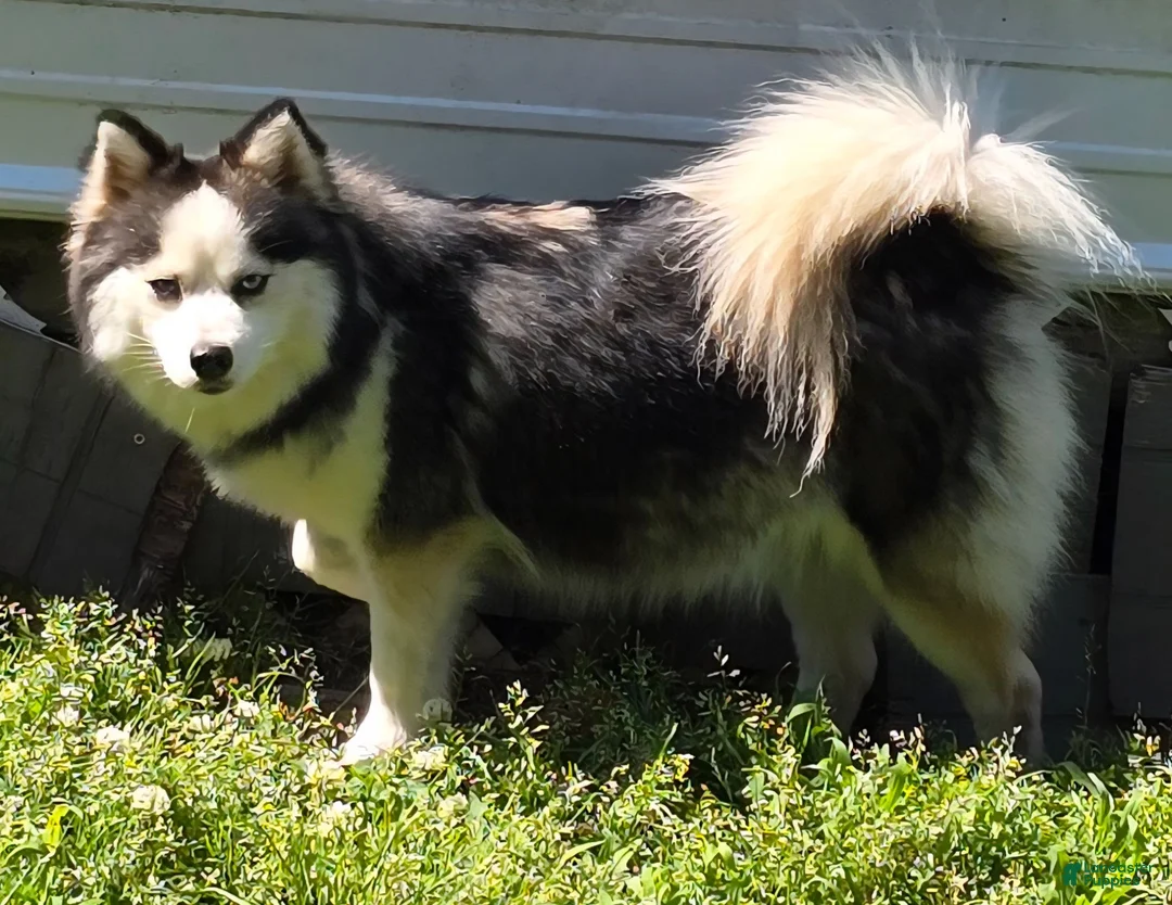 Pomsky dogs for sale: Black mini - Ad 23
