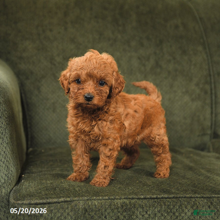 Cockapoo dogs Honey - Ad 1