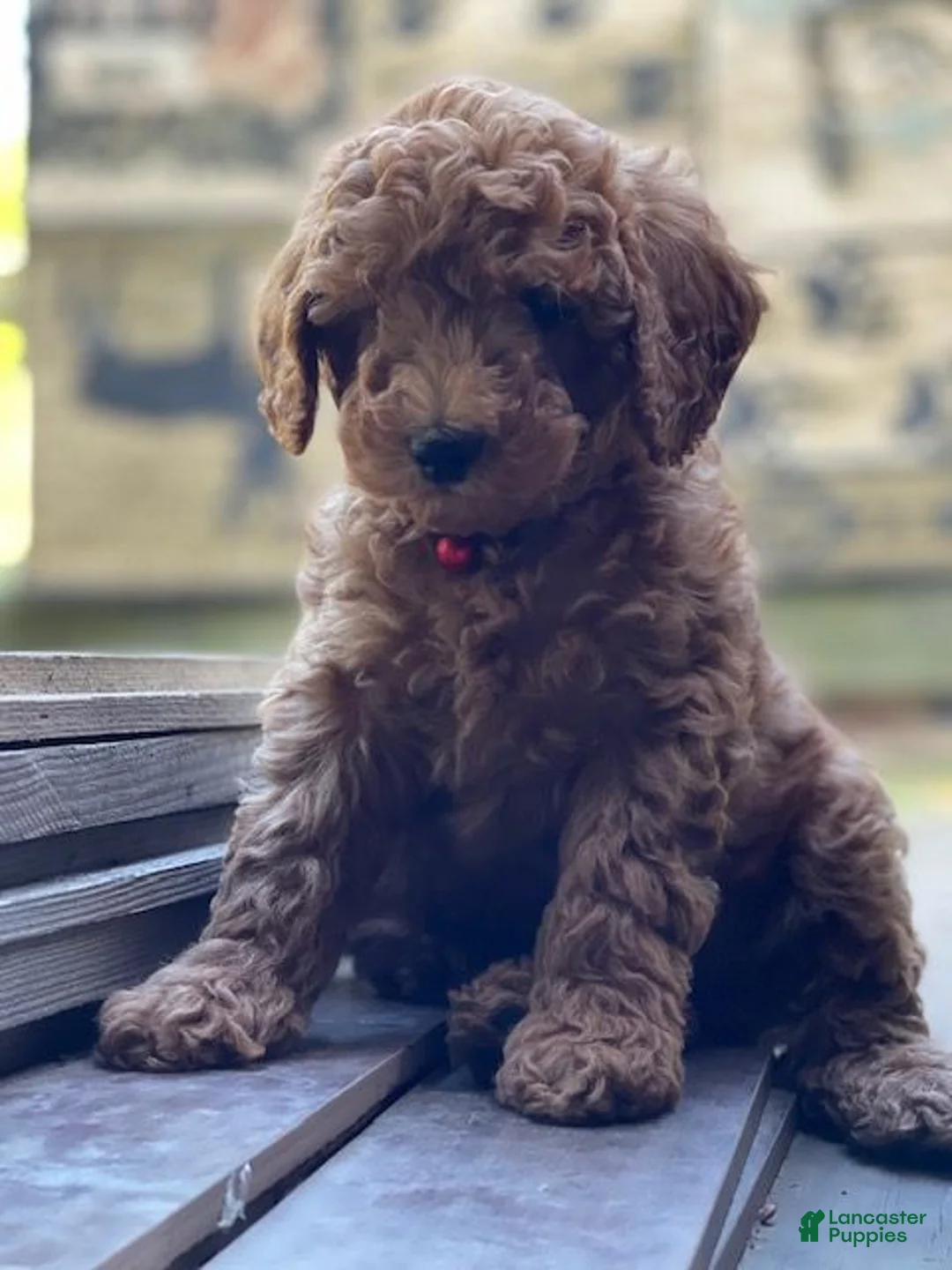 Mini Goldendoodle dogs for sale: Pink Collar - Ad 8