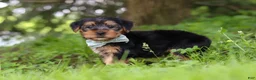 Morkie dogs for sale: Marcus - Ad 4