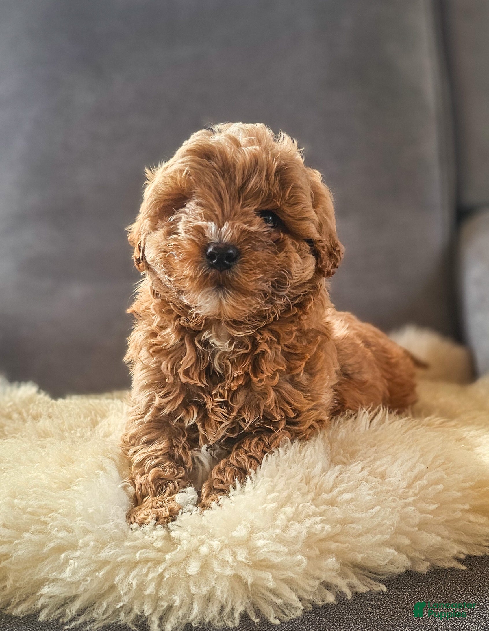 Mini Goldendoodle dogs Duke - Ad 4