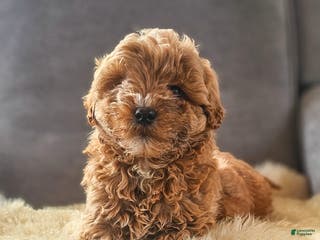 Mini Goldendoodle dogs Duke - Ad 4