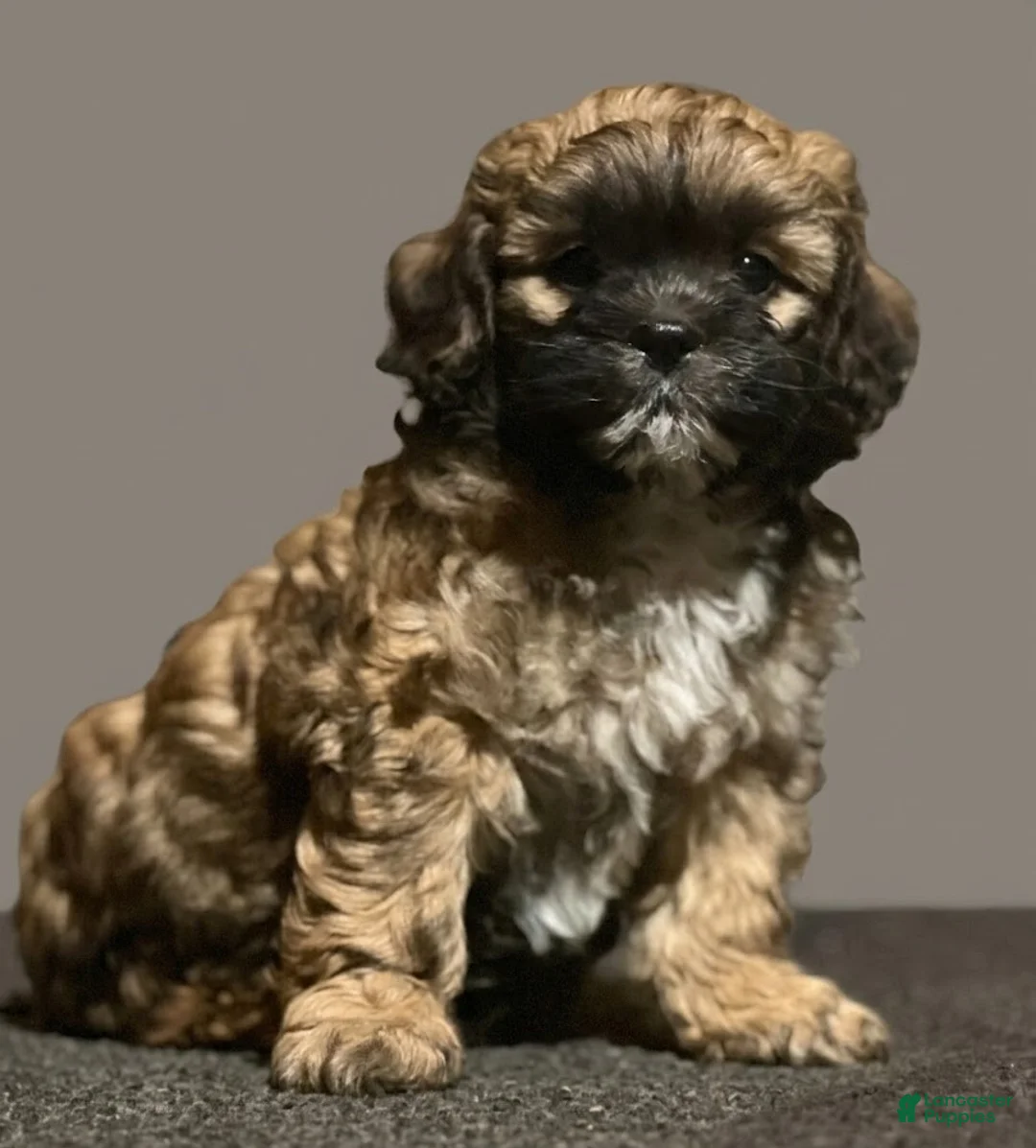 Shihpoo dogs for sale: Lester - Ad 2