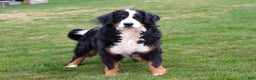 Bernese Mountain Dog dogs for sale: Bailey - Ad 11