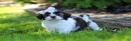 Shih Tzu dogs for sale: Arianna - Ad 2