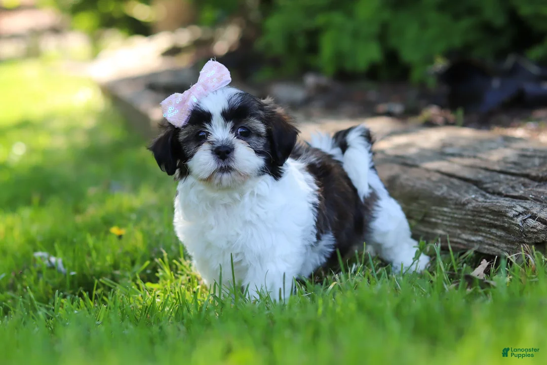 Shih Tzu dogs for sale: Arianna - Ad 2