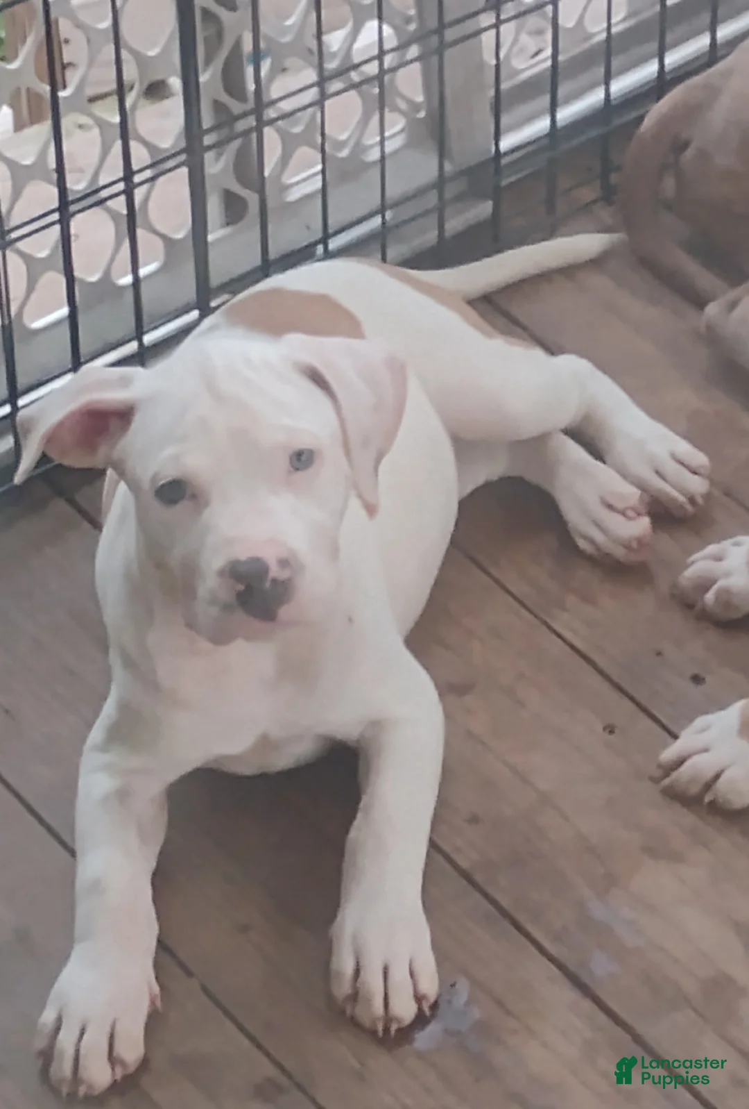 American Pit Bull Terrier dogs for sale: American Pit Bull Terrier 2 - Ad 2