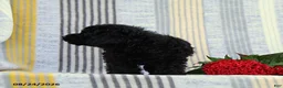 Miniature Poodle dogs for sale: Snickers - Ad 2