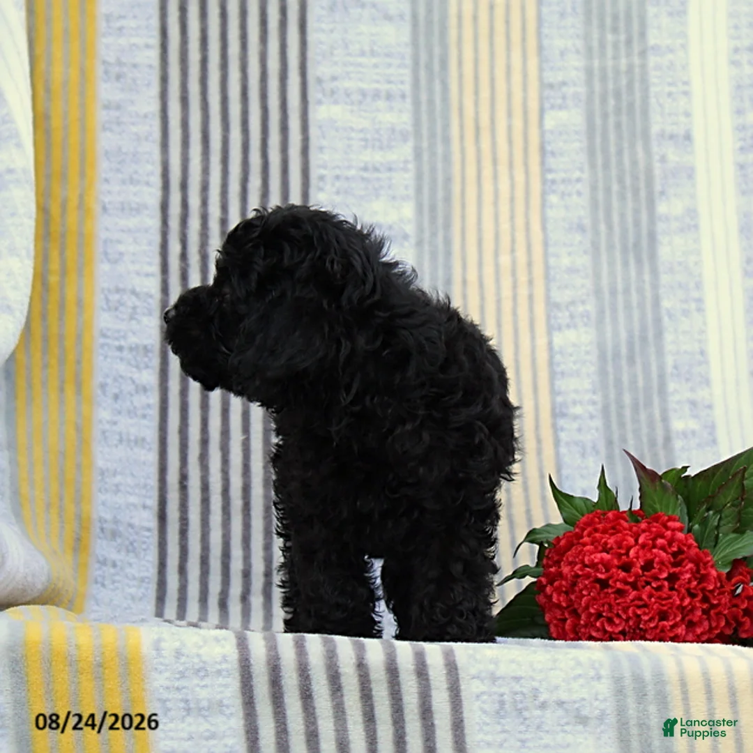 Miniature Poodle dogs for sale: Snickers - Ad 2