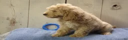Cockapoo dogs for sale: Barry - Ad 42