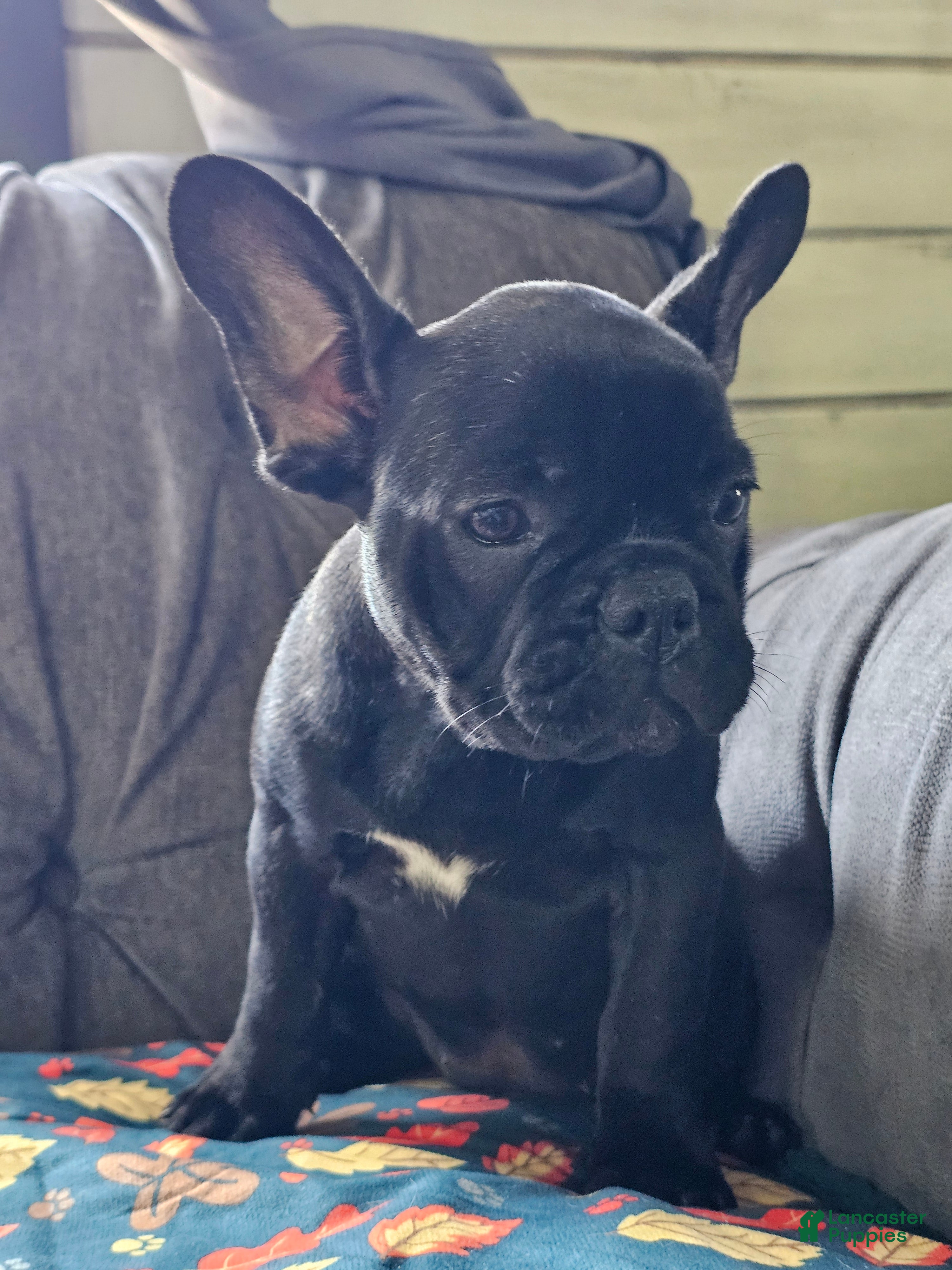 French Bulldog dogs Guava - Ad 2