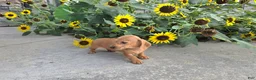 Miniature Dachshund dogs for sale: Holly - Ad 3