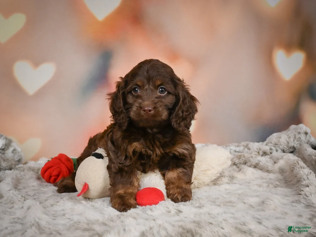 Cockapoo dogs for sale: Sandy - Ad 15