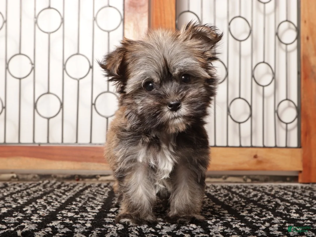 Mixed Breed dogs for sale: Frank  - Ad 1