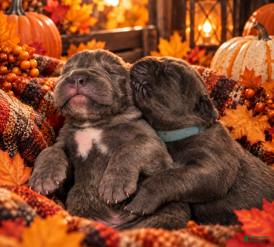 Cane Corso dogs for sale: pending - Ad 1