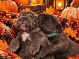 Cane Corso dogs pending - Ad 36