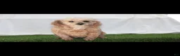 Toy Poodle dogs for sale: AKC Echo(tiny) - Ad 9