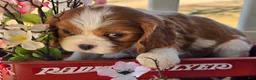 Cavalier King Charles Spaniel dogs for sale: Darla - Ad 10