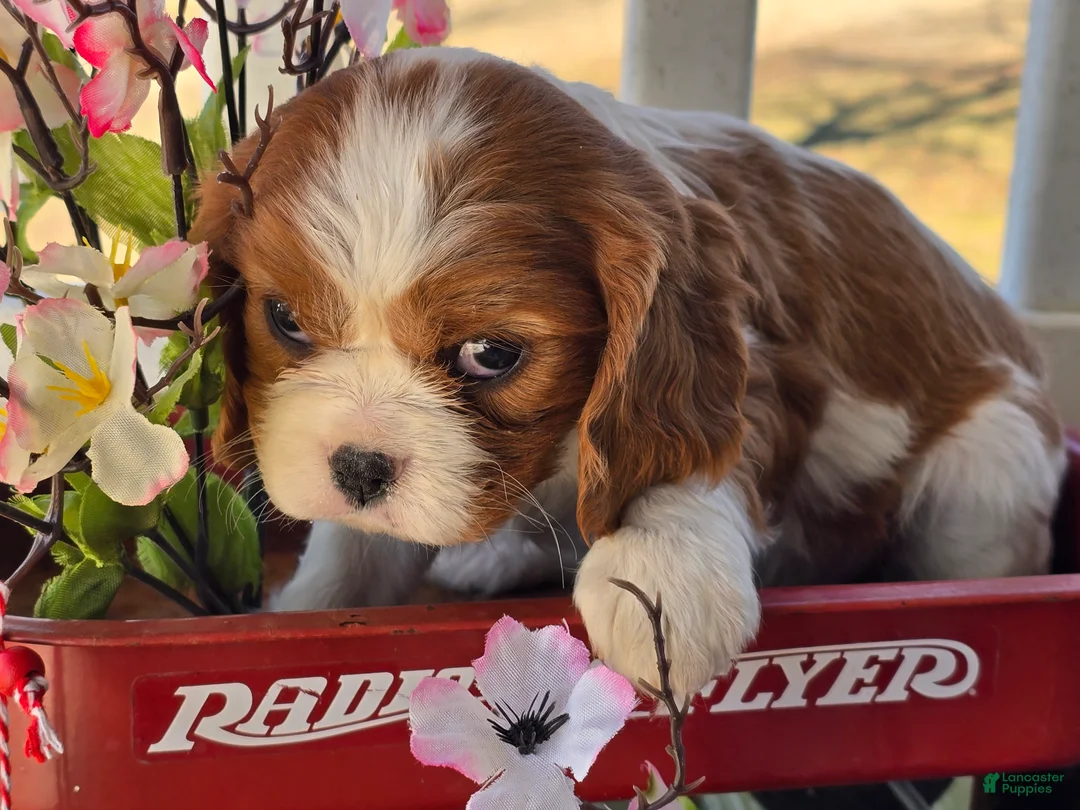 Cavalier King Charles Spaniel dogs for sale: Darla - Ad 10