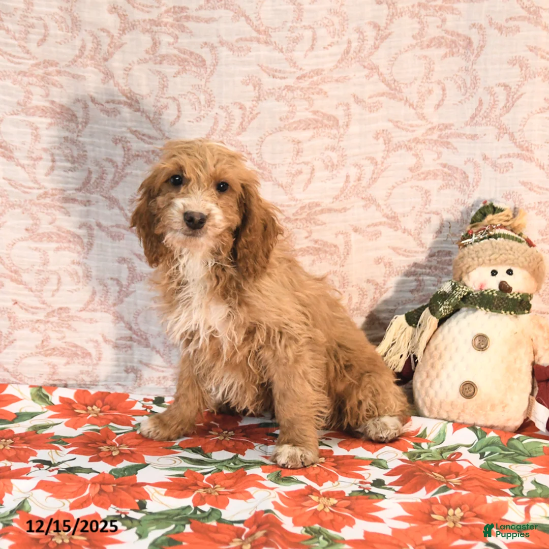 Cockapoo dogs for sale: Carter - Ad 6