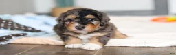 Mini Bernedoodle dogs for sale: Duke - Ad 10