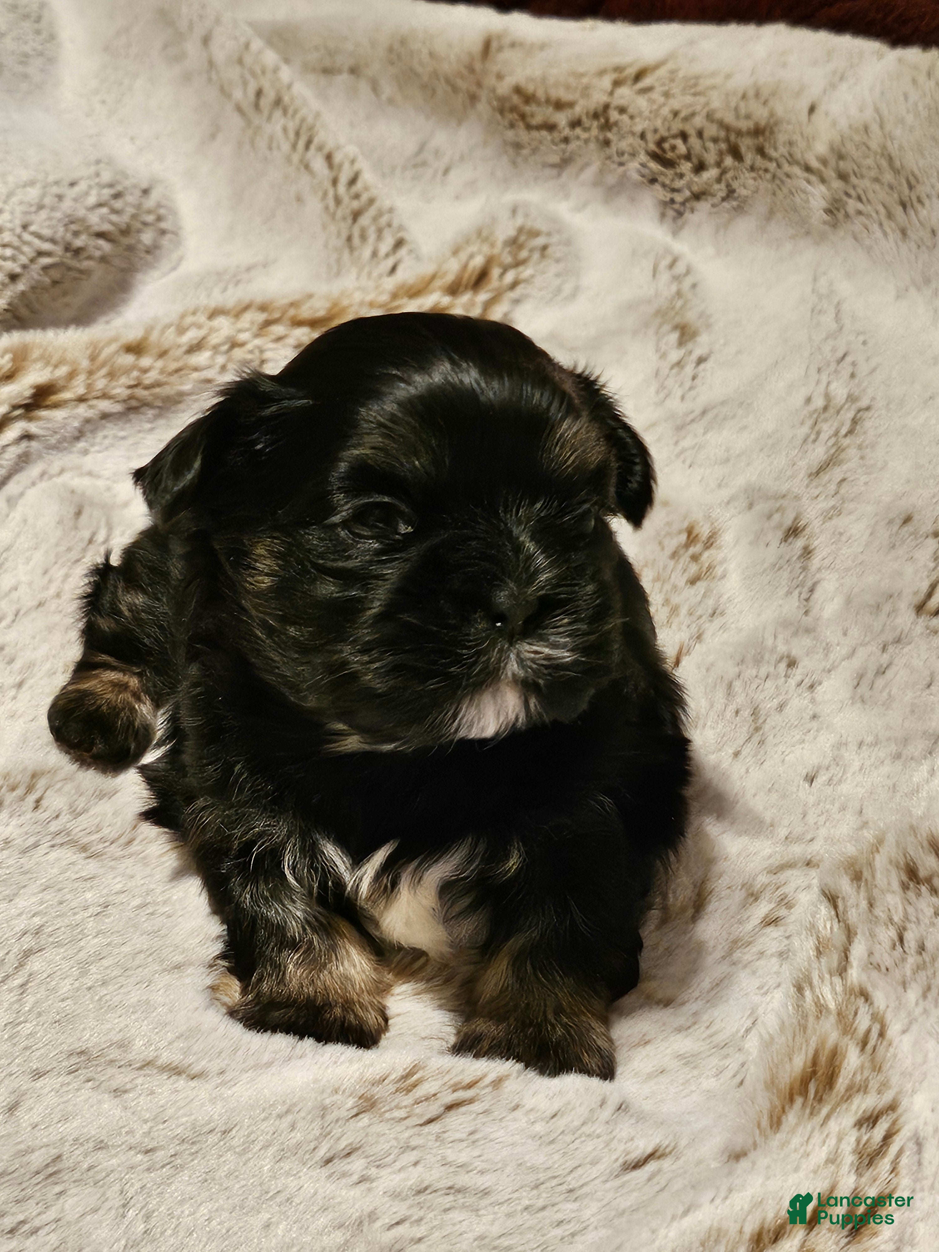 Shih Tzu dogs for sale: Shih Tzu Puppy 3 - Ad 3