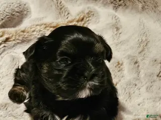 Shih Tzu dogs for sale: Shih Tzu Puppy 3 - Ad 3