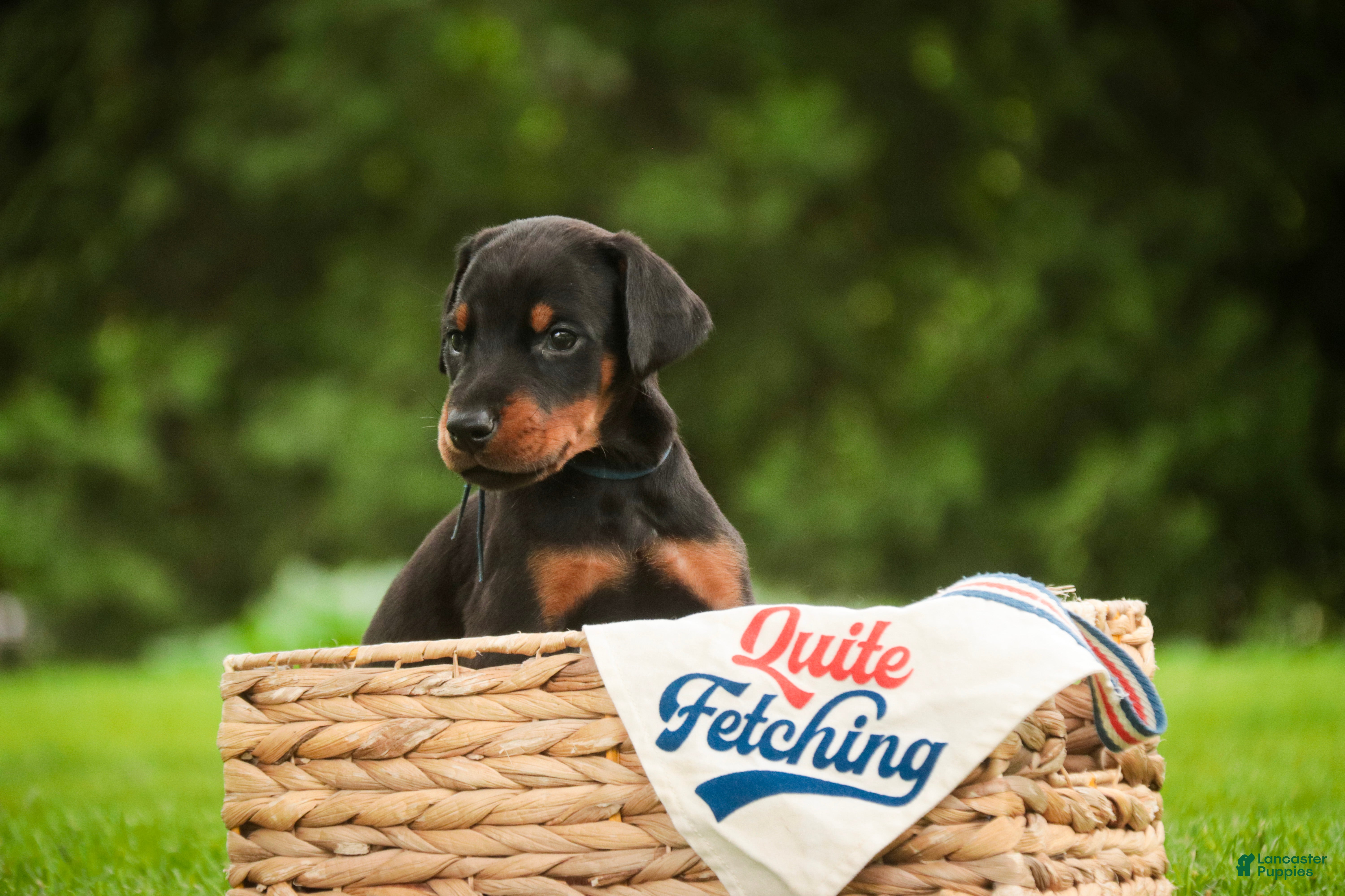 Doberman Pinscher dogs for sale: Malcolm - Ad 7