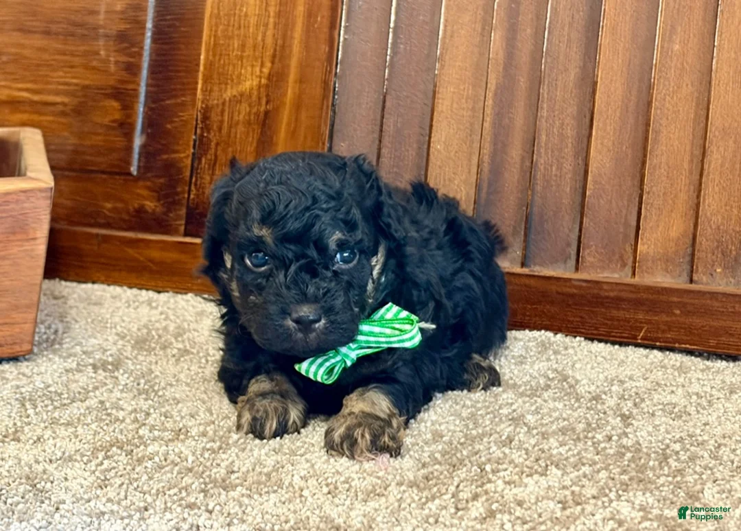 Toy Poodle dogs for sale: Furby - Ad 4