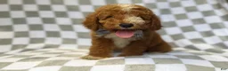 Mini Goldendoodle dogs for sale: Cosmo - Ad 1