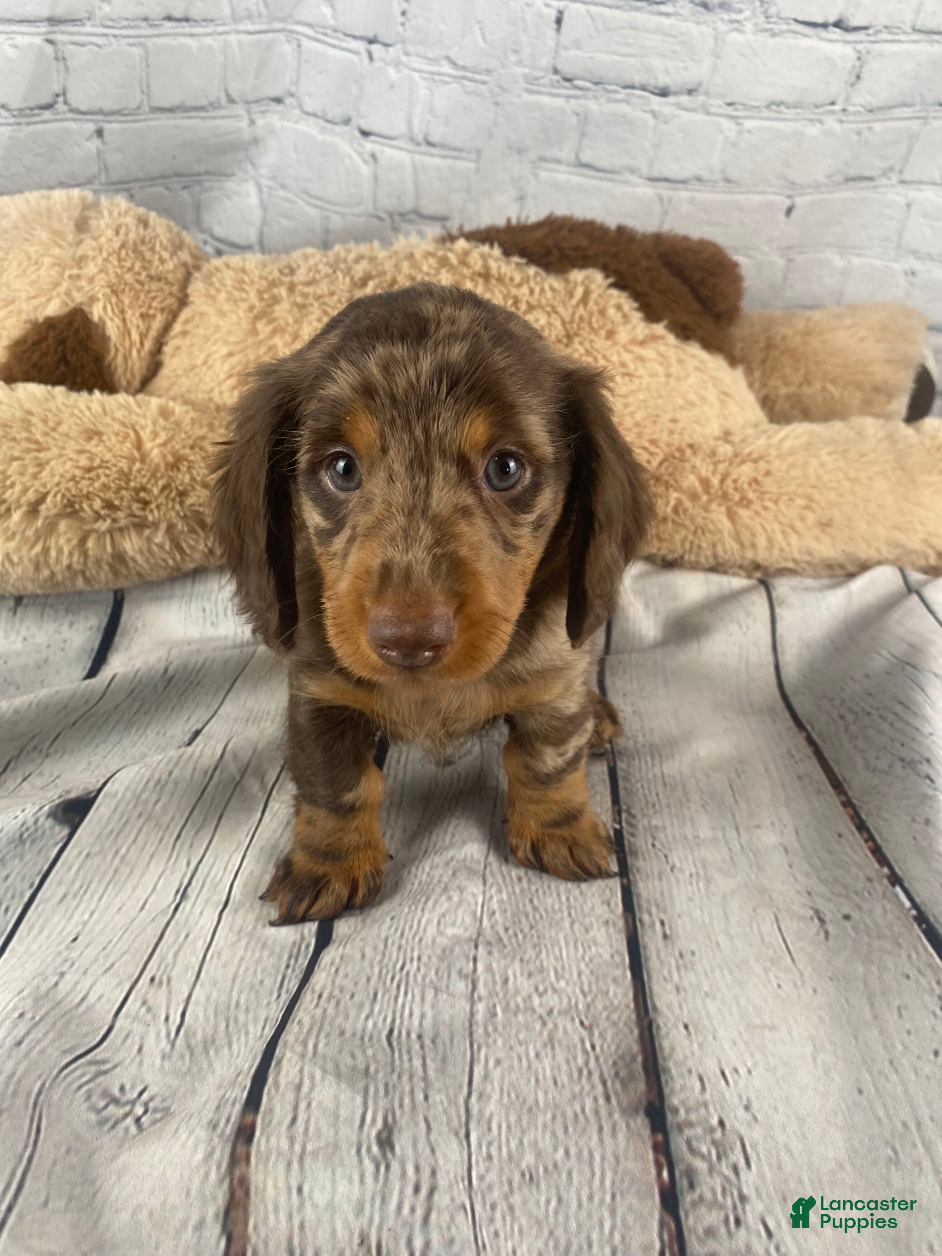 Miniature Dachshund dogs Ollie - Ad 1