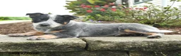 Australian Cattle Dog dogs for sale: Fable - Ad 4