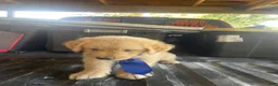 Golden Retriever dogs for sale: Golden Retriever 3 - Ad 32