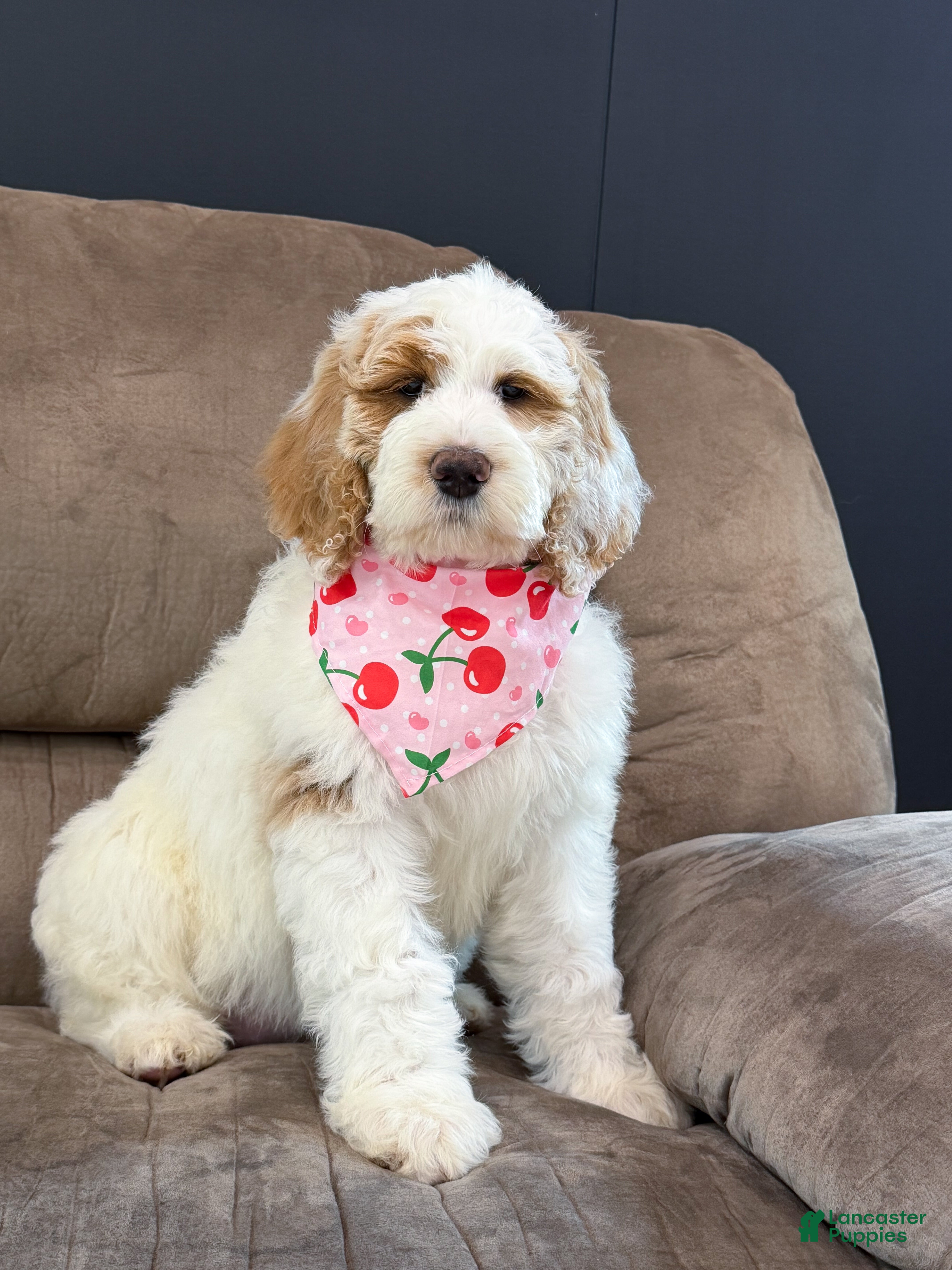 Goldendoodle dogs Amelia  - Ad 1