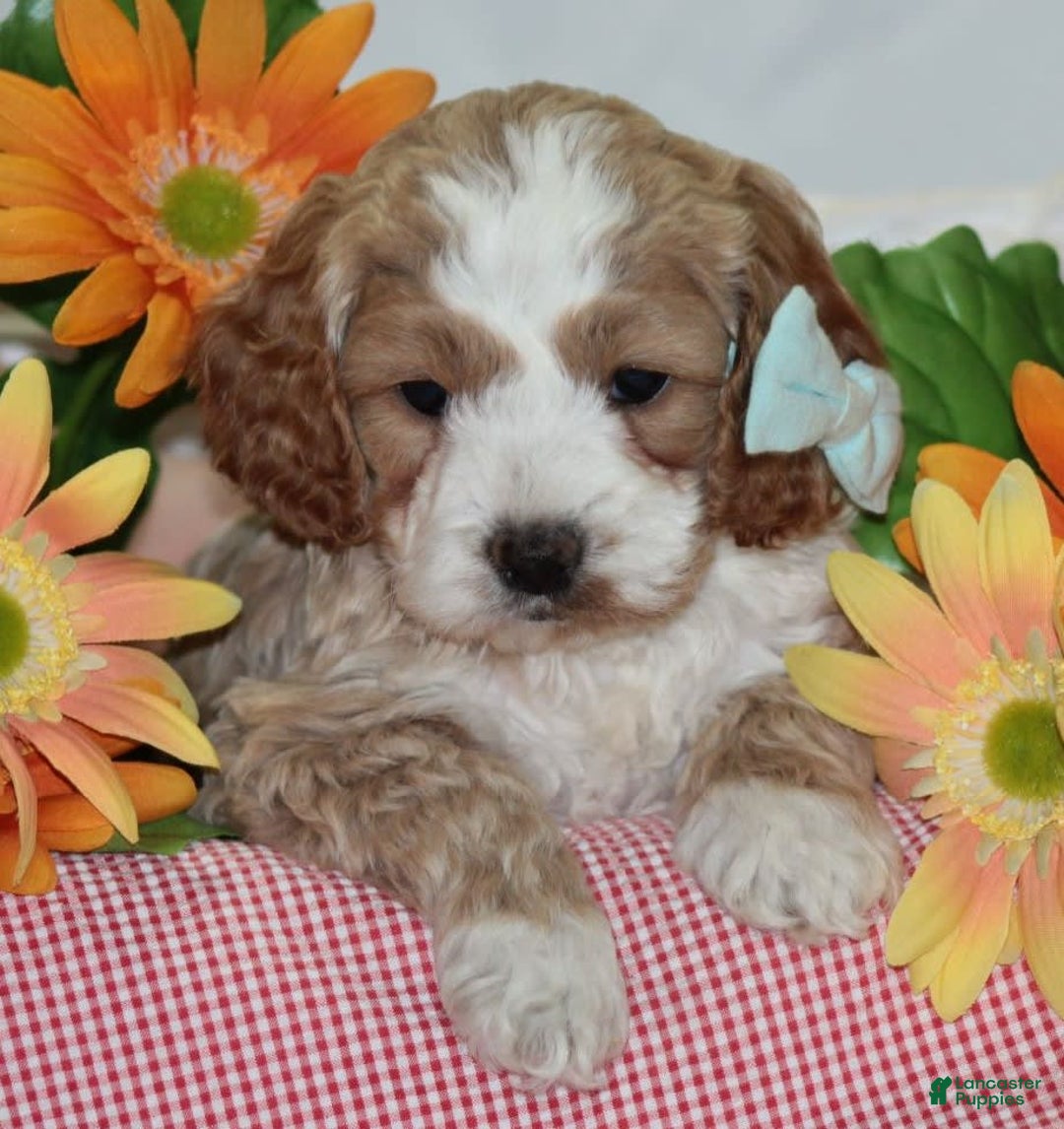 Gallery Image {{count}}