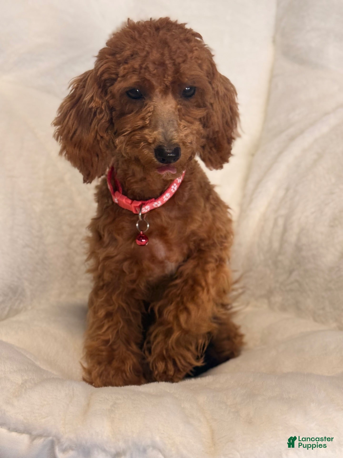 Toy Poodle dogs Toy Poodle 1 - Ad 23