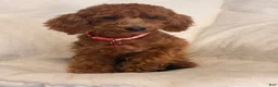 Toy Poodle dogs for sale: Toy Poodle 1 - Ad 1