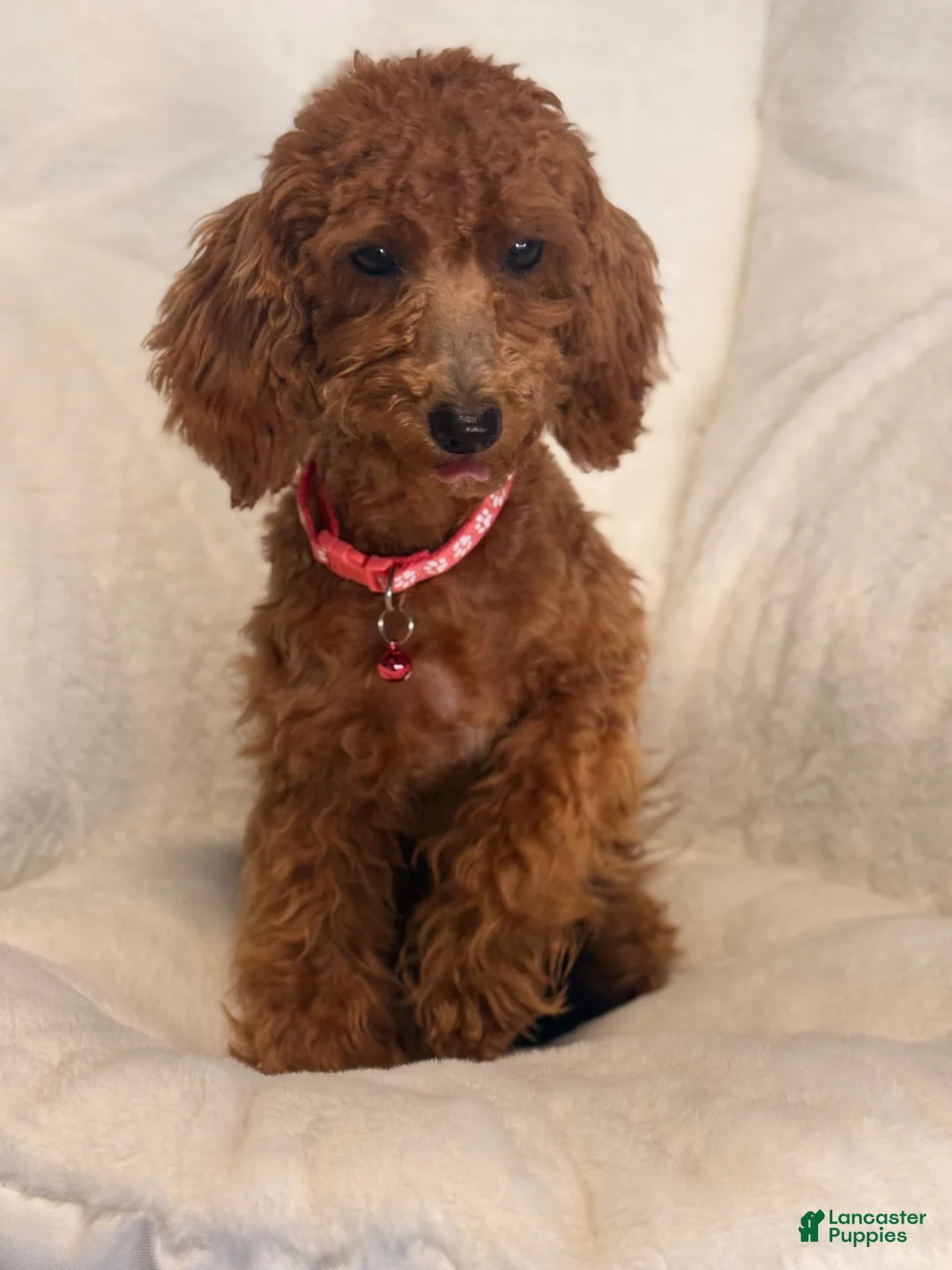 Toy Poodle dogs for sale: Toy Poodle 1 - Ad 1