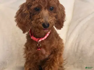 Toy Poodle dogs Toy Poodle 1 - Ad 23